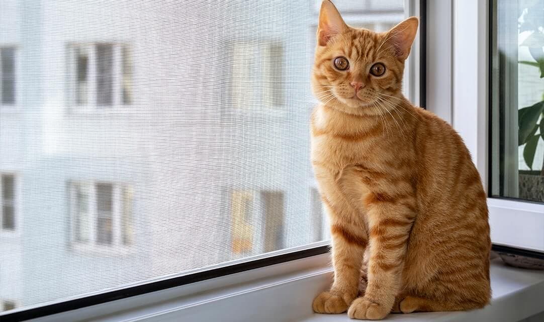 Fly screens for pet owners